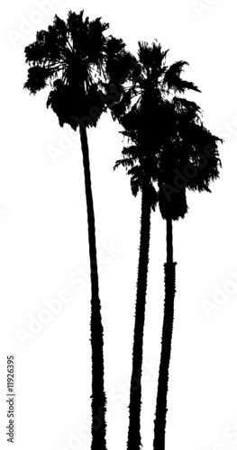 palm trees3