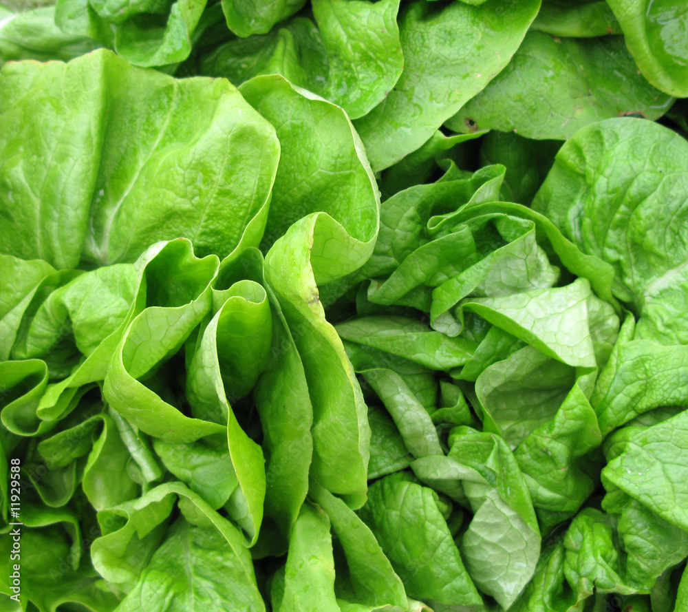 Lettuce Lettuce