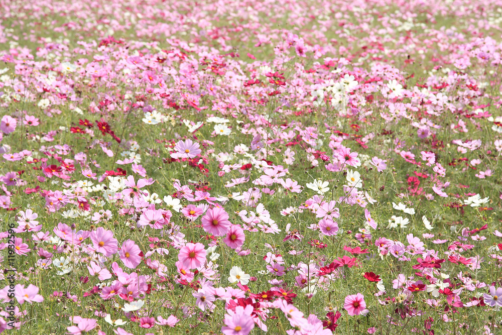 Cosmos