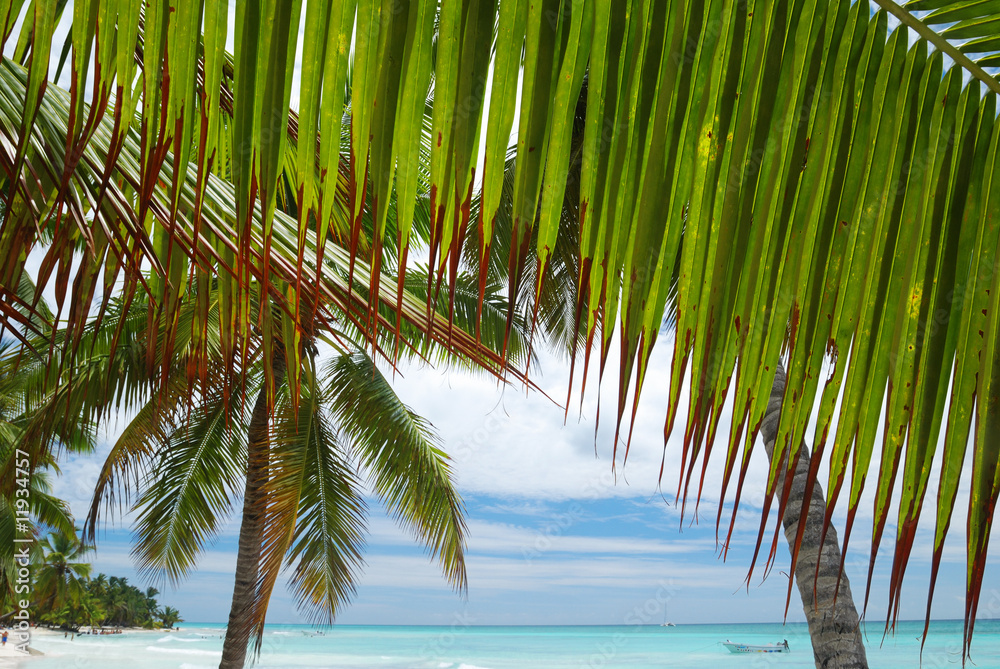 Fototapeta premium Caribbean beach
