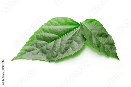 Green leaves