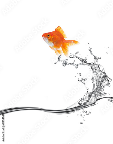 Fotografiet goldfish jump