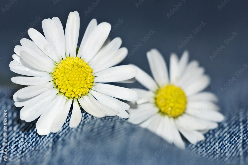 Fototapeta premium Gänseblümchen
