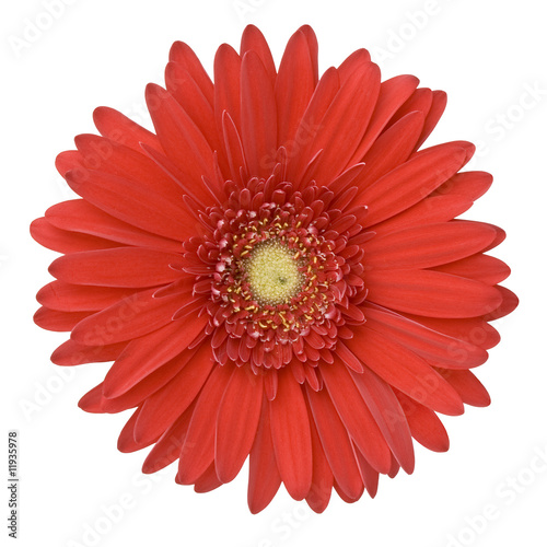 Gerbera