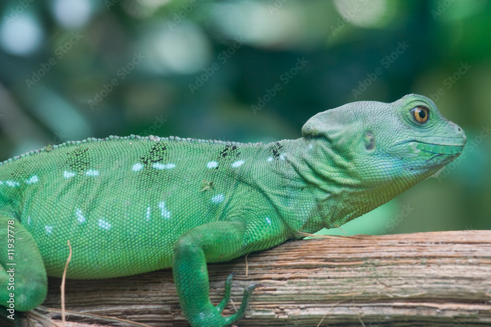 Fototapeta premium Chamaeleon auf Ast
