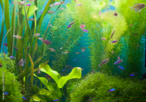 Aquarium with fish and seaweed