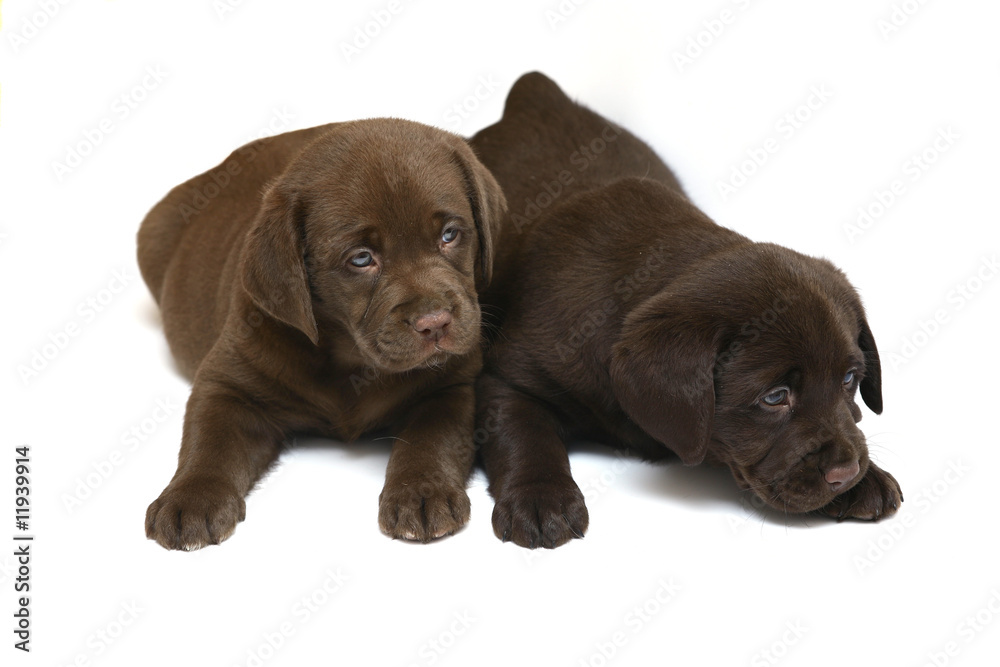 Two chocolate puppies. Two chocolate puppies.