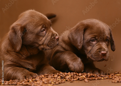 Two chocolate puppies.