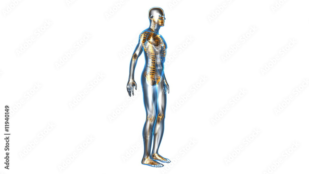 Anatomie