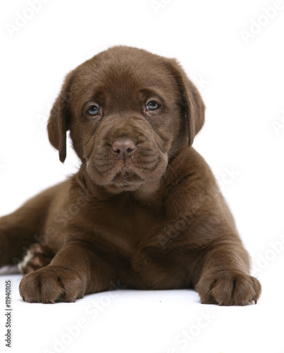 Puppy of breed Labrador Retreiver.