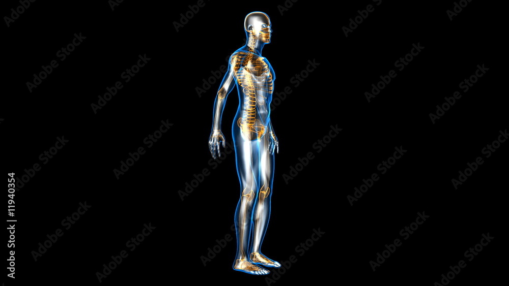 Anatomie