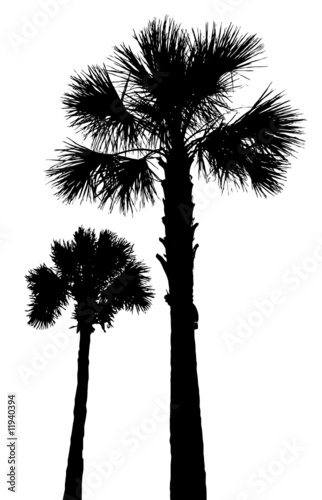 Palm trees2