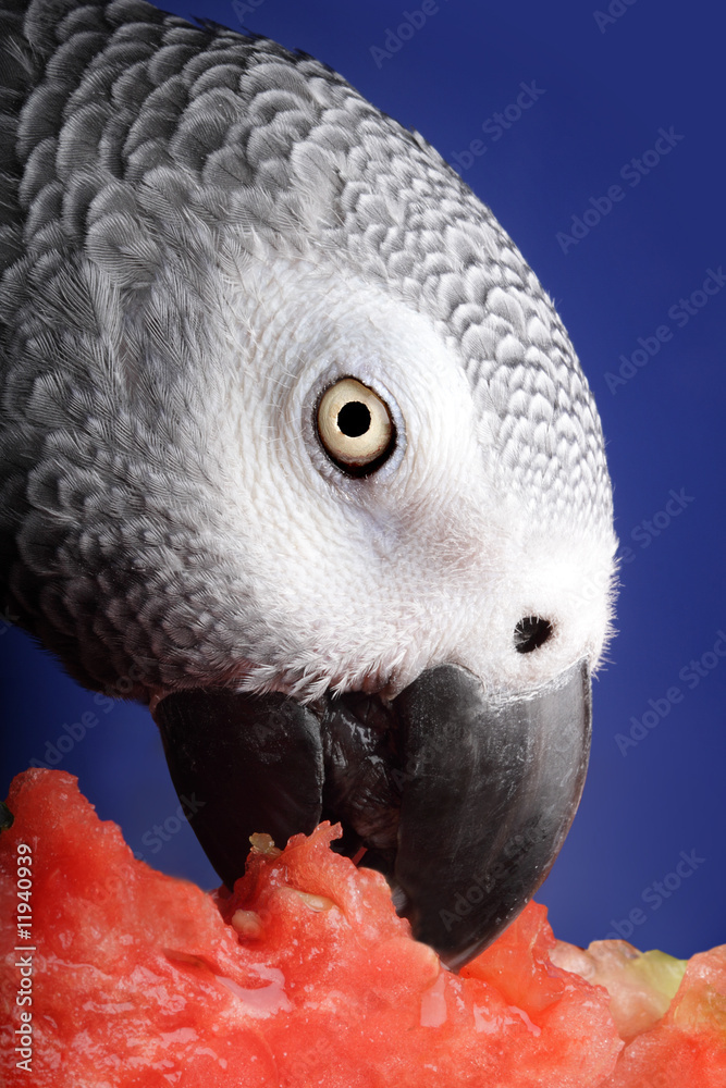 Fototapeta premium African Grey Parrot