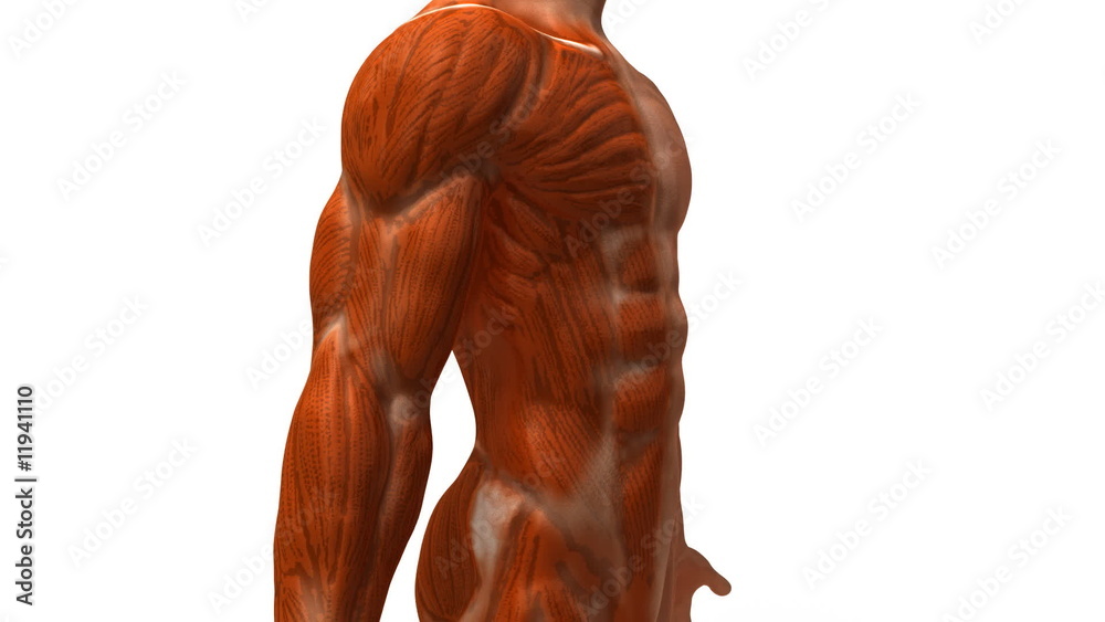 Anatomie et systeme musculaire