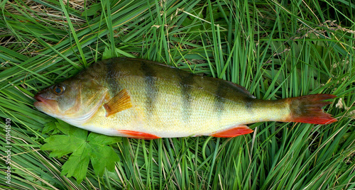 perch on a grass