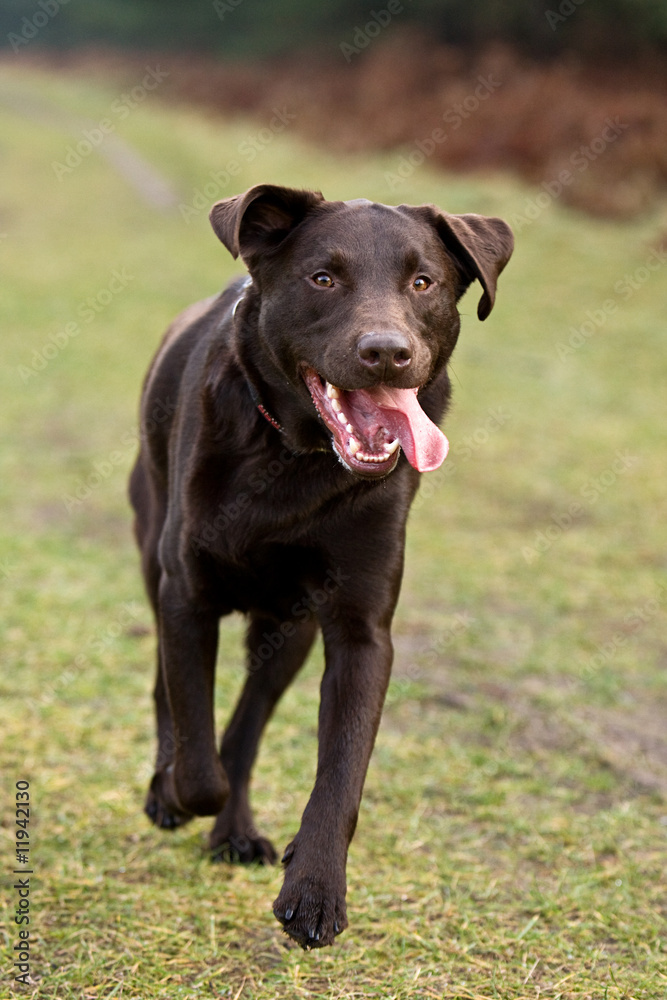 Labrador Running in the Countryside Labrador Running in the Countryside
