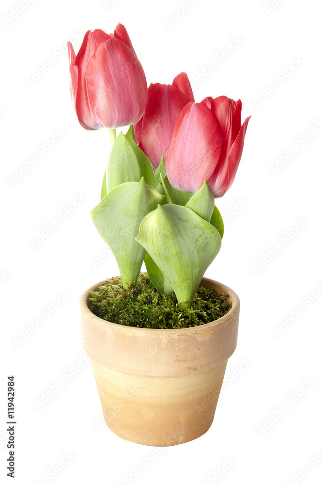 Tulpen im topf