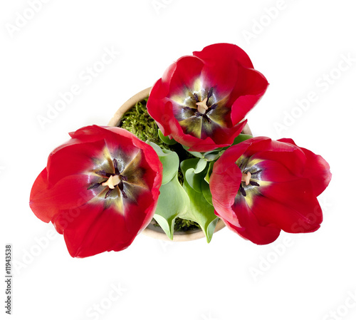 Tulpe im Topf vom öben