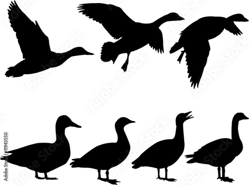 wild duck silhouette collection - vector