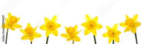 Leinwand Poster Daffodil Line