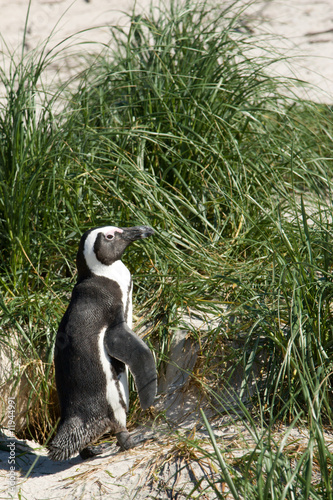African Penguin (Spheniscus Demersus)