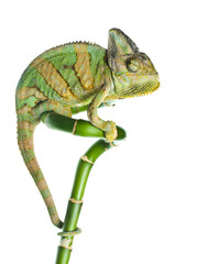 Handdoek met foto Kameleon Kameleon klimt op bamboestengel  © mashe