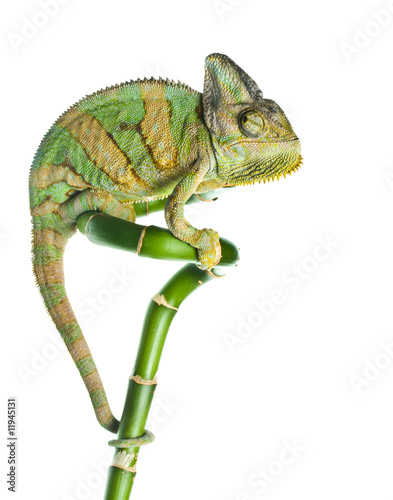 chameleon on  bamboo
