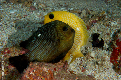 Damsel fish mating © Davidpstephens