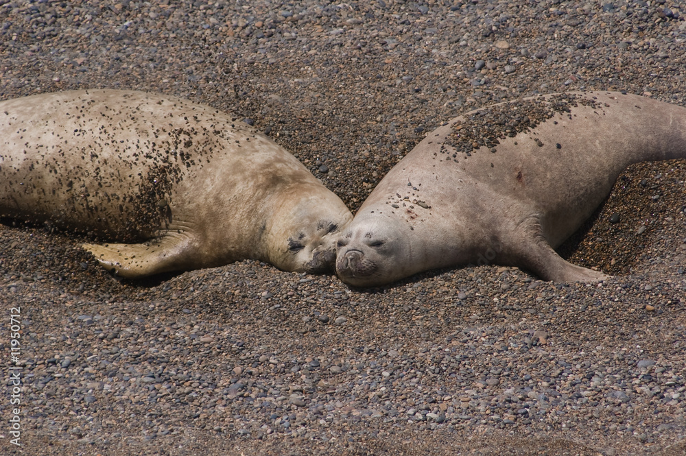 Naklejka premium Two Southern Elephant Seals (Mirounga leonina)