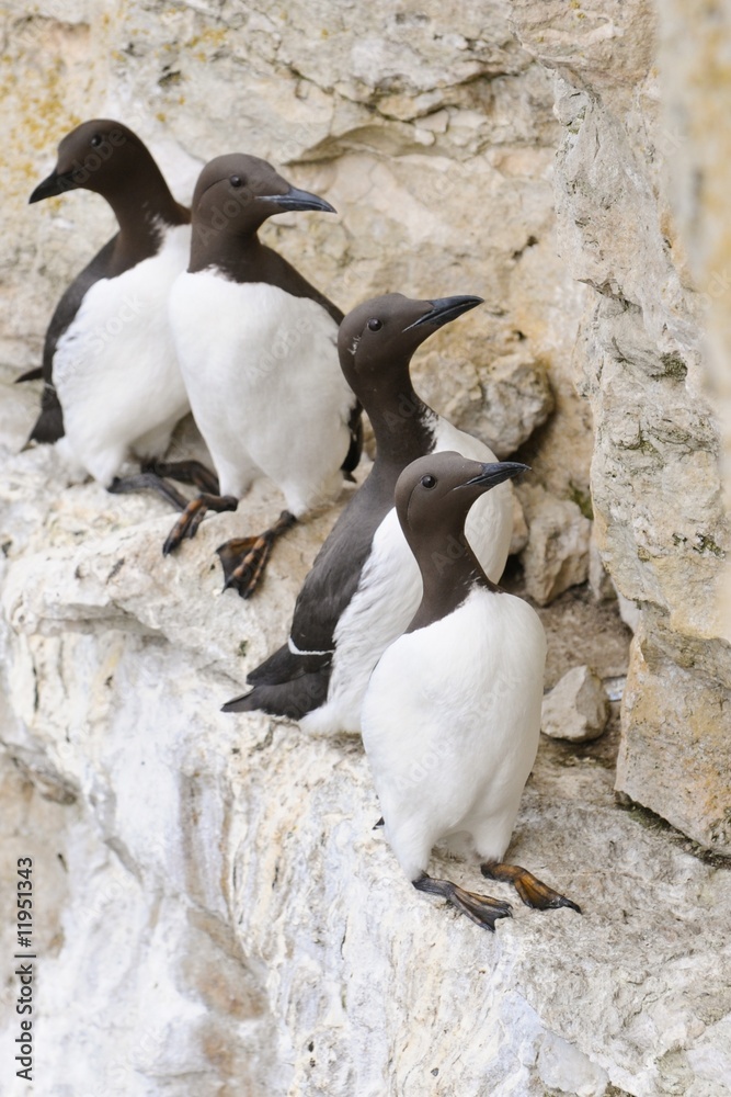 Obraz premium Common Guillemot nest (Uria aalge)