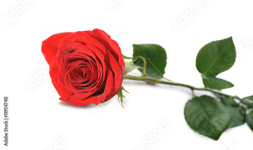 Fototapeta Naklejka Na Ścianę i Meble -  Red rose isolated on white