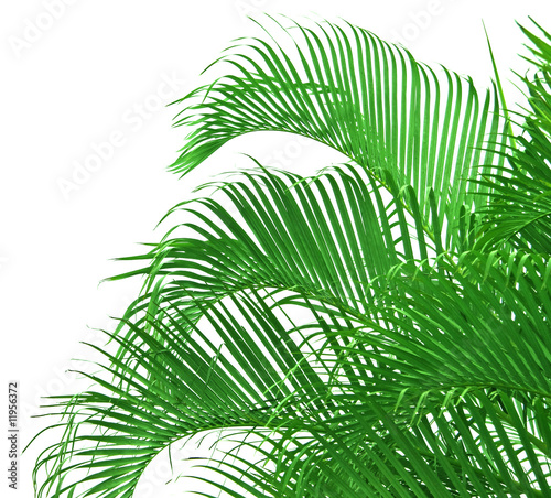 palmier vert