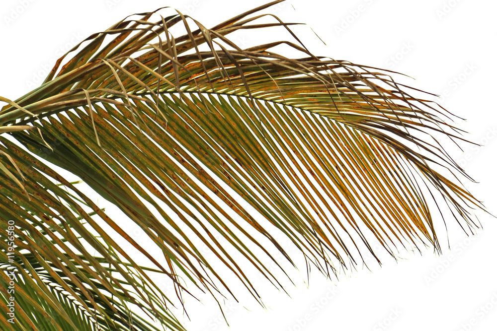 Obraz premium palme brune de cocotier