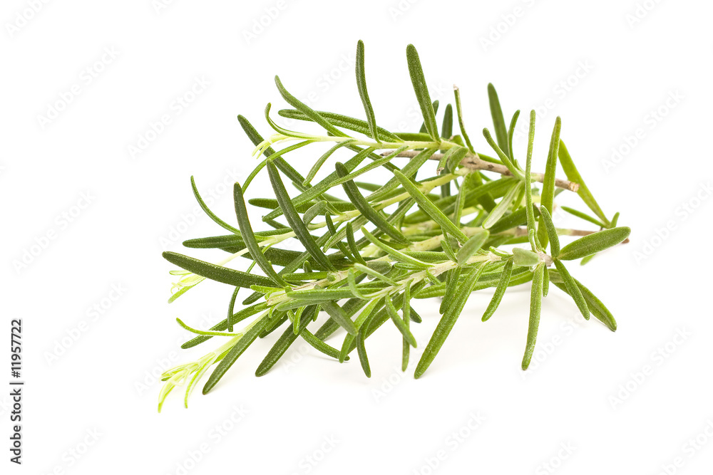 fresh rosemary fresh rosemary
