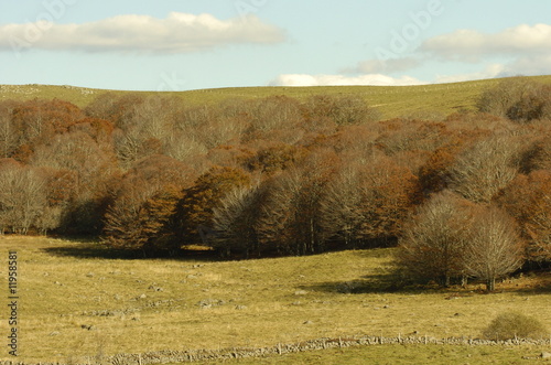 Tablou pe pânză foret de hetre