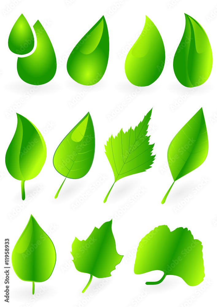 feuilles vertes