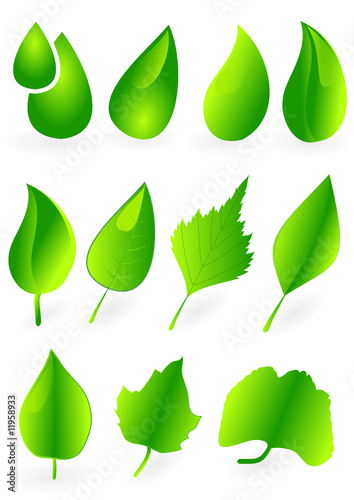 feuilles vertes