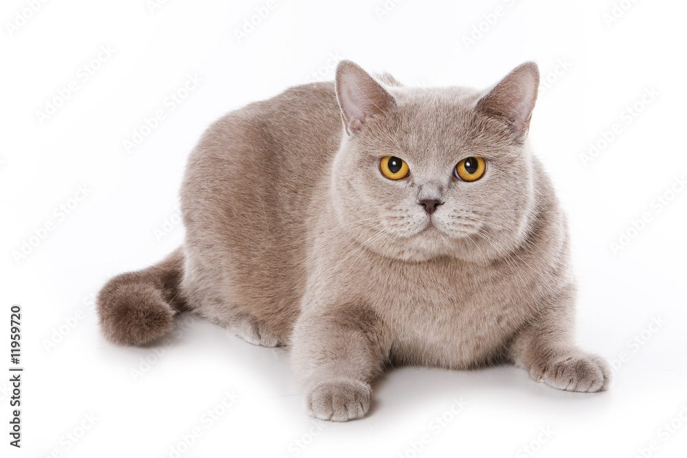 British cat on white background
