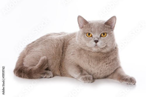 British cat on white background