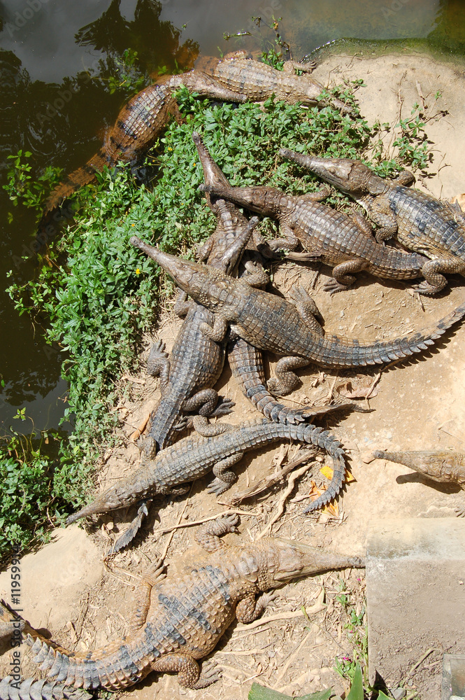Naklejka premium coccodrilo
