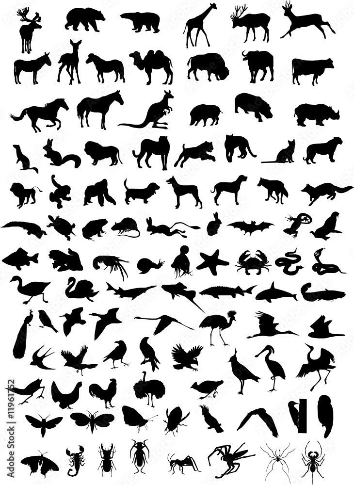 Vector silhouettes of animals (mammals, birds, fish, insects) Vector silhouettes of animals (mammals, birds, fish, insects)