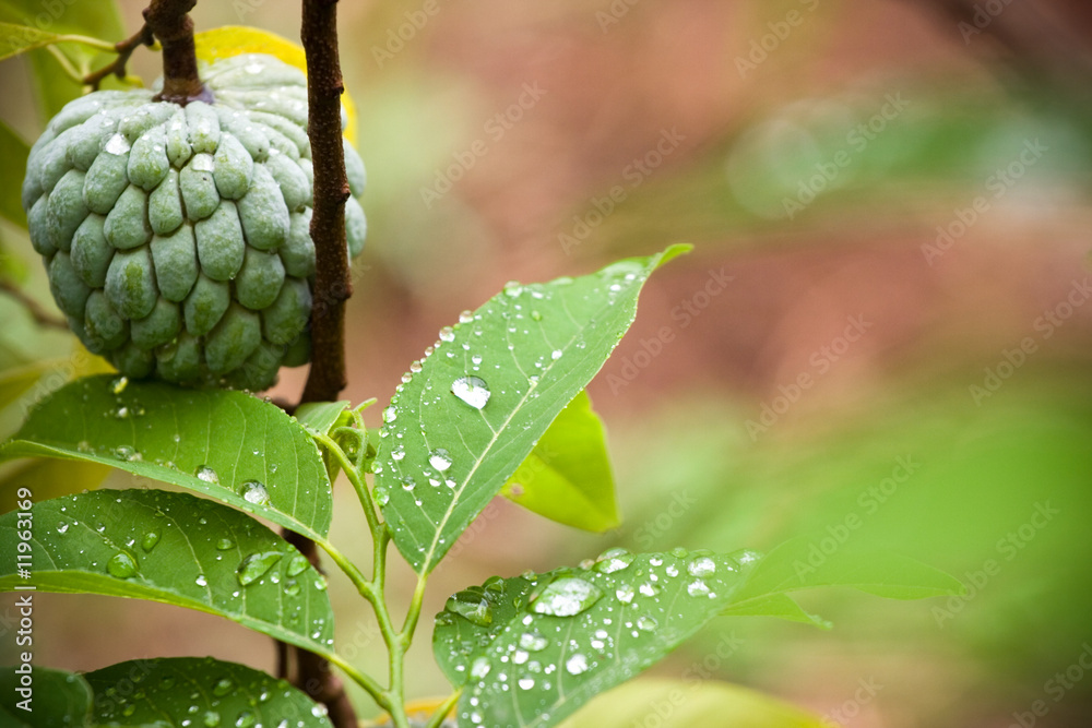 custard apple on the branch custard apple on the branch