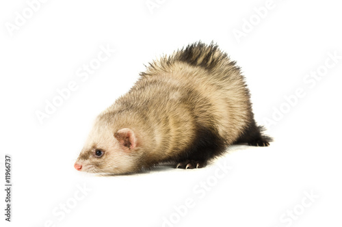 Ferret isolated on a white background sniffing