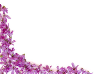 purple flowers