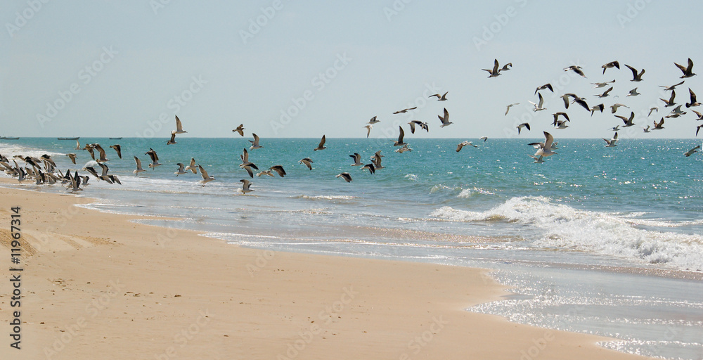 seabirds on Mauritania's beach