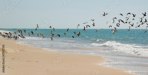 seabirds on Mauritania's beach