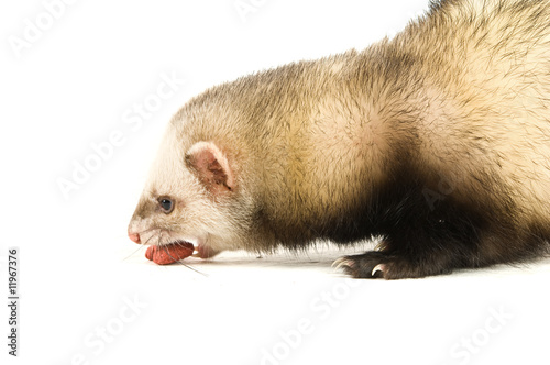 Ferret isolated on a white background eating