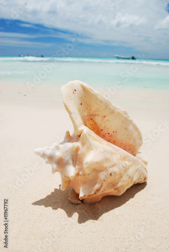 Shell in the Caribbean