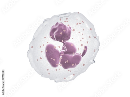 Neutrophil - Cell / White blood cell photo