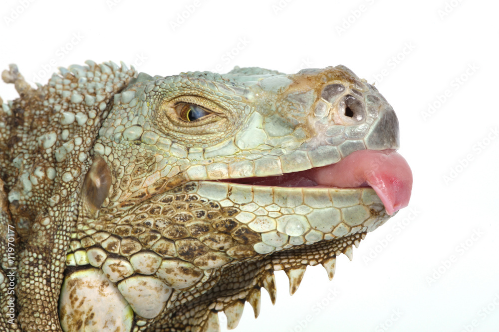 Fototapeta premium iguana